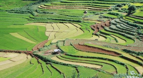 Muong Thanh rice field